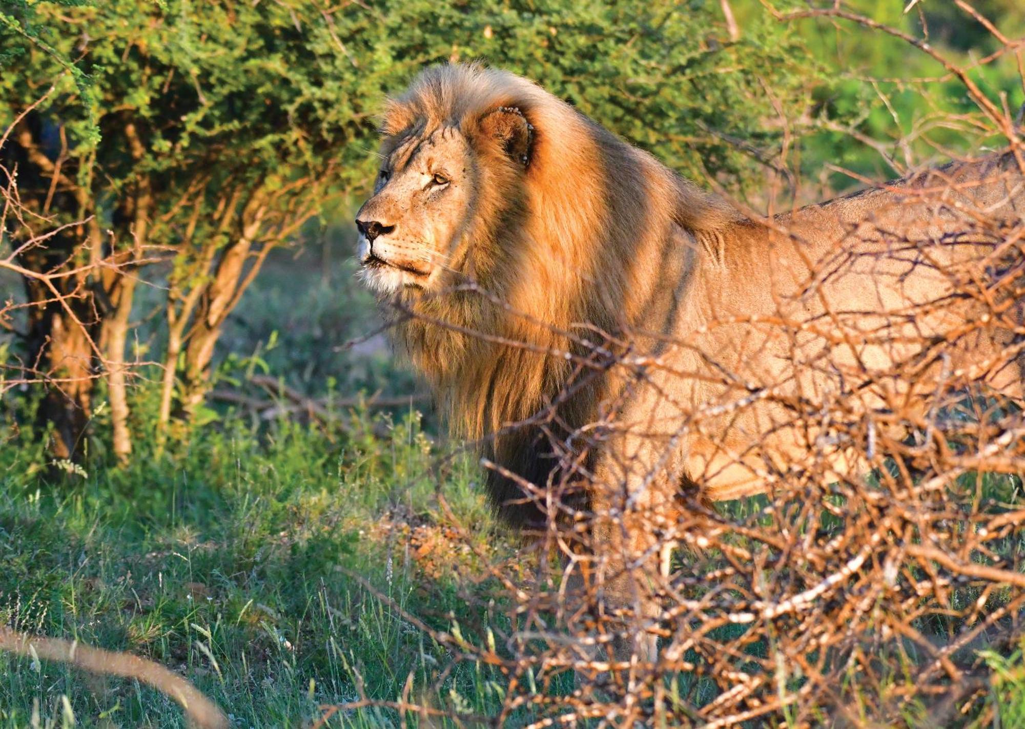 Madikwe River Lodge By Dream Resorts Reserva de Madikwe Exterior foto