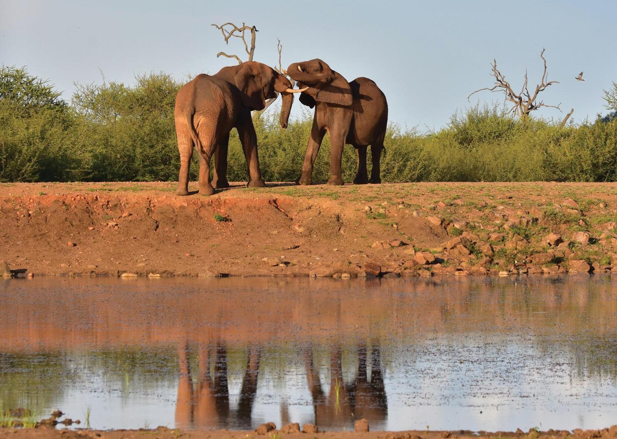 Madikwe River Lodge By Dream Resorts Reserva de Madikwe Exterior foto