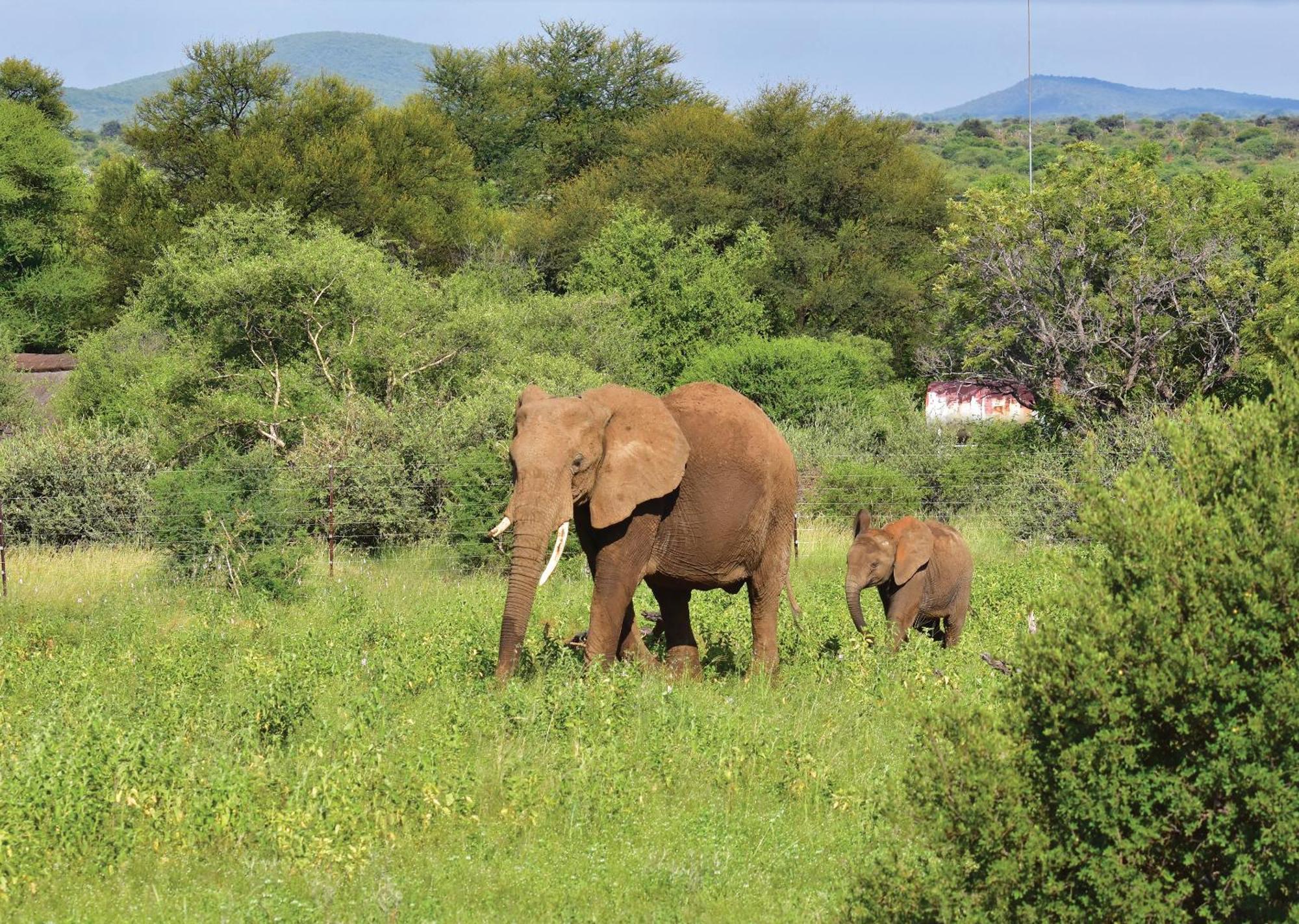 Madikwe River Lodge By Dream Resorts Reserva de Madikwe Exterior foto