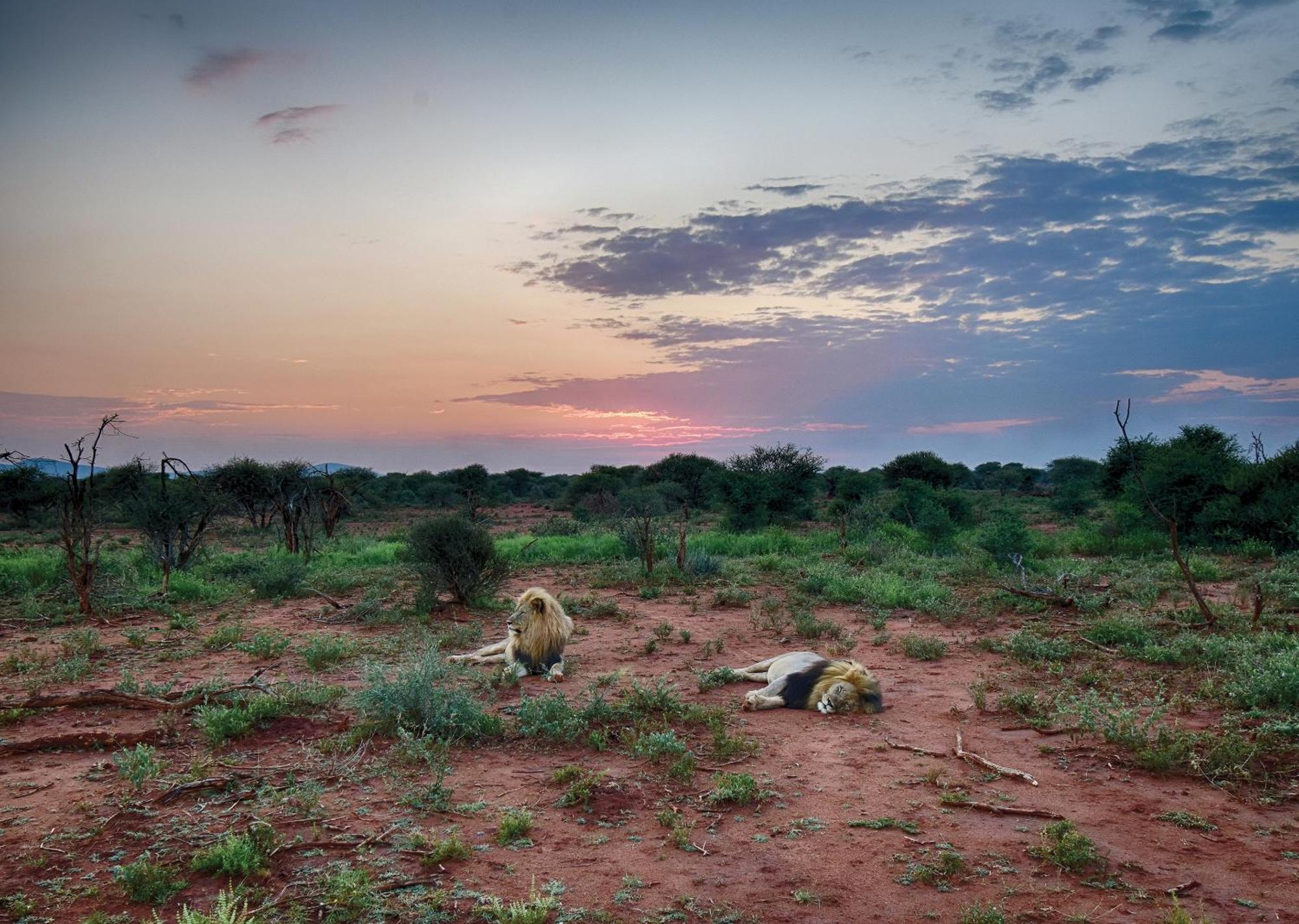 Madikwe River Lodge By Dream Resorts Reserva de Madikwe Exterior foto