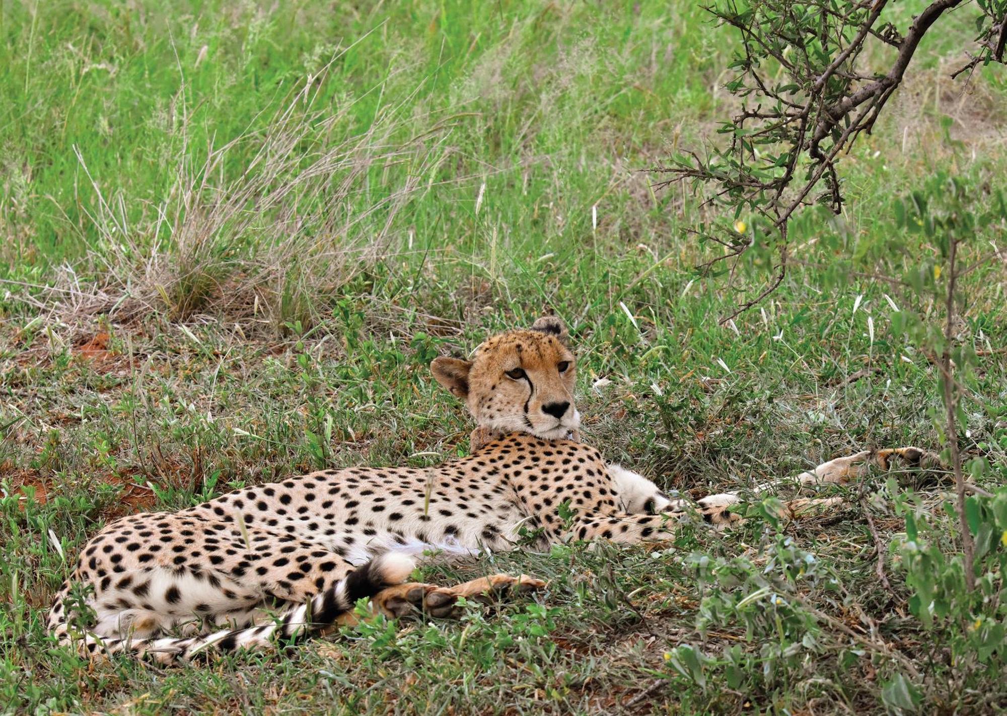 Madikwe River Lodge By Dream Resorts Reserva de Madikwe Exterior foto